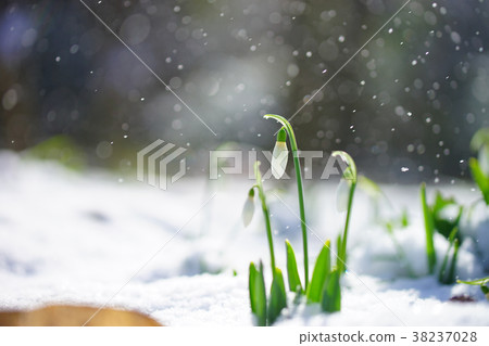 Snow and snowdrops 38237028