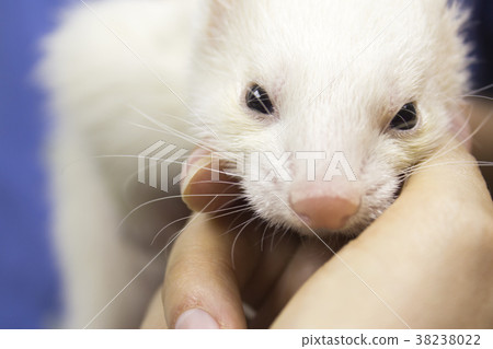 Profile of a ferret 38238022