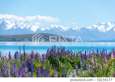 Lake Tekapo Lupine 38238177