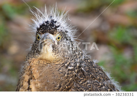 黑冠麻鷺 38238331