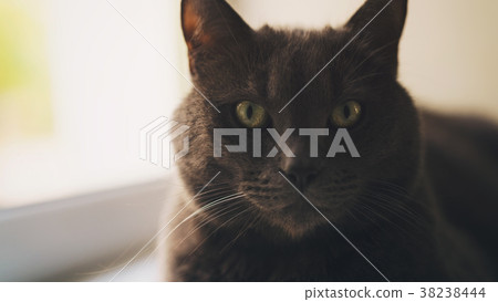 big gray cat sitting near window big gray cat sitting near window 38238444