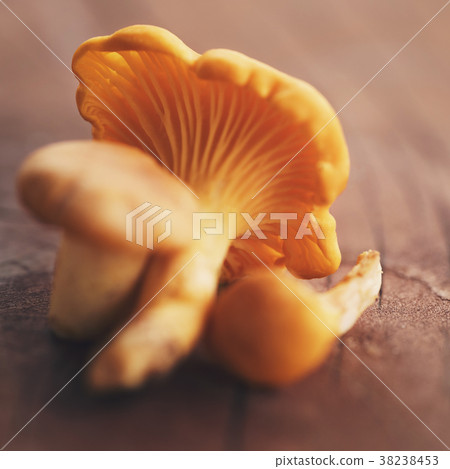 chanterelle mushrooms on wood table chanterelle mushrooms on wood table 38238453