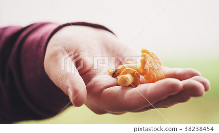 fresh chanterelle mushrooms in female teen hand fresh chanterelle mushrooms in female teen hand 38238454