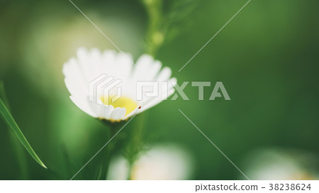 daisy flowers in summer day closeup photo daisy flowers in summer day closeup photo 38238624