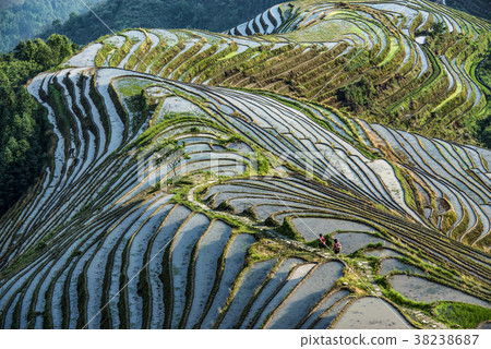 Hard work farmers in china work in the rice field  38238687