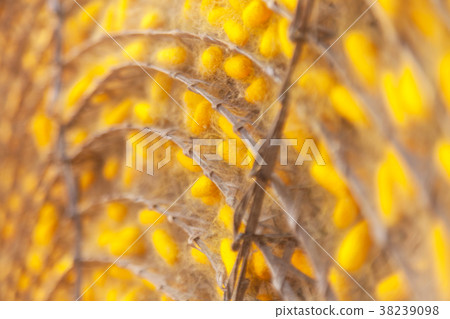 Yellow cocoon silkworm 38239098