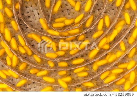 Yellow cocoon silkworm Yellow cocoon silkworm 38239099