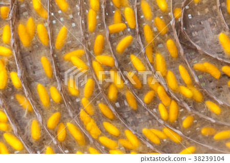Yellow cocoon silkworm Yellow cocoon silkworm 38239104
