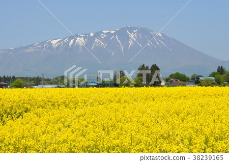 強姦開花領域岩手山後面 38239165