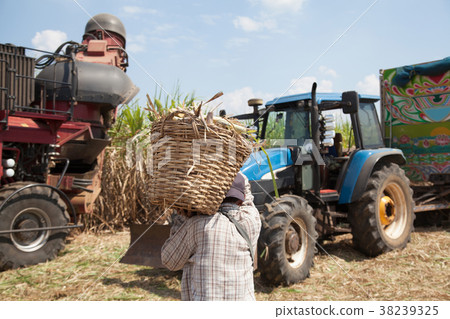 Sugarcane Workers Sugarcane Workers 38239325