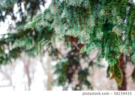 Branch of a coniferous tree macro Branch of a coniferous tree macro 38239435