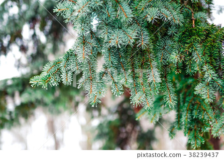 Branch of a coniferous tree macro Branch of a coniferous tree macro 38239437