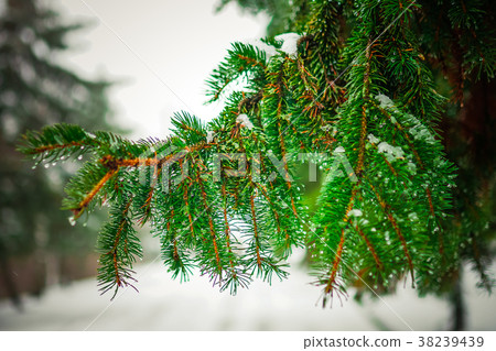 Branch of a coniferous tree macro Branch of a coniferous tree macro 38239439