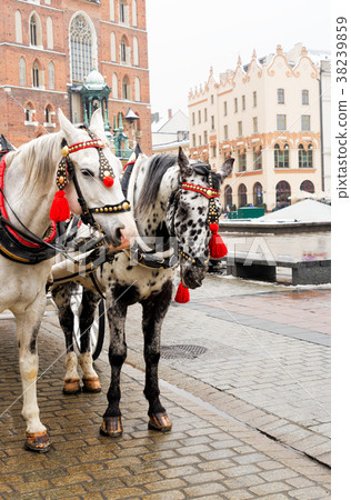 horses in front of St. Mary's Basilica, Krakow 38239859