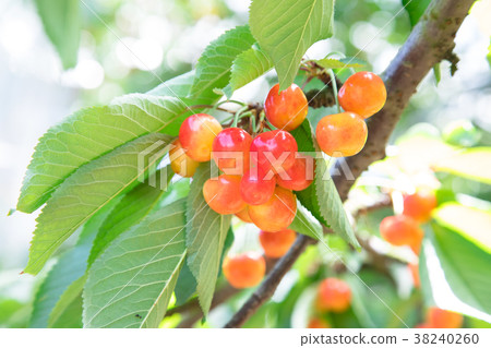 Cherry hunting Cherry hunting 38240260