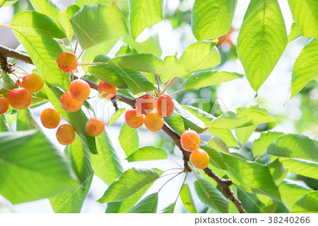 櫻桃狩獵 38240266