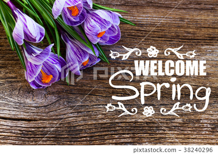 Violet crocus flowers 38240296