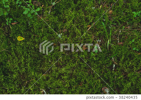 Greeen soft moss 38240435