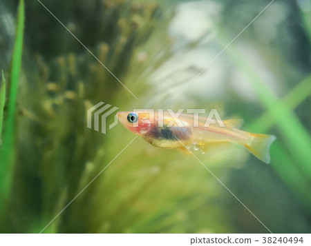 Himedaka with an egg 38240494