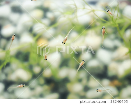 Juvenile killifish 38240495