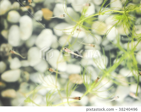 Juvenile killifish 38240496