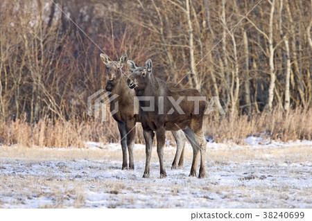 Prairie Moose Saskatchewan Prairie Moose Saskatchewan 38240699