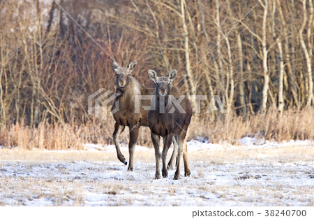 Prairie Moose Saskatchewan 38240700