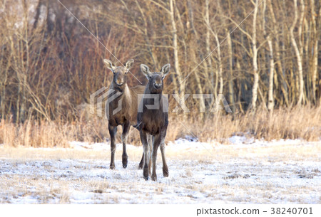 Prairie Moose Saskatchewan 38240701