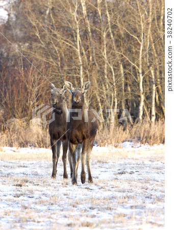 Prairie Moose Saskatchewan Prairie Moose Saskatchewan 38240702