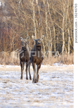 Prairie Moose Saskatchewan Prairie Moose Saskatchewan 38240703