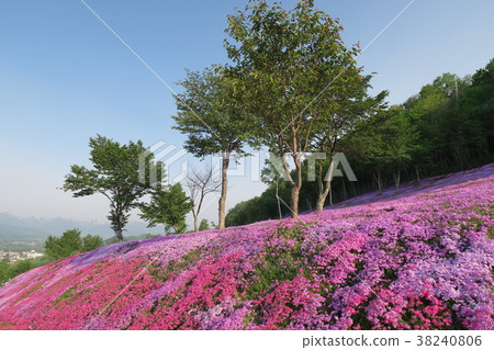 Shiba-zakura (Hokkaido / Takigami Park) 38240806