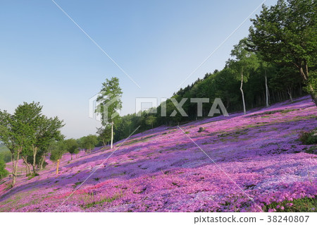Shiba-zakura (Hokkaido / Takigami Park) 38240807