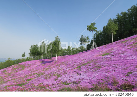 Shiba-zakura (Hokkaido / Takigami Park) Shiba-zakura (Hokkaido / Takigami Park) 38240846
