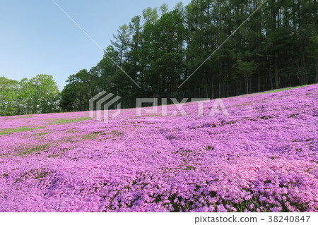 Shiba-zakura (Hokkaido / Takigami Park) 38240847