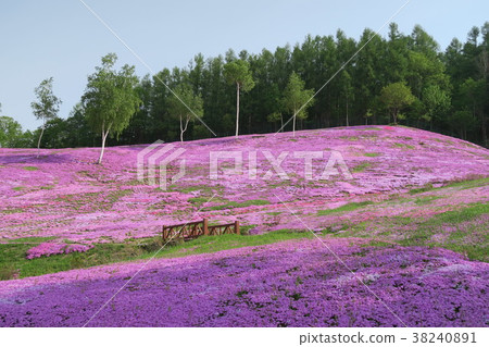 Shiba-zakura (Hokkaido / Takigami Park) Shiba-zakura (Hokkaido / Takigami Park) 38240891