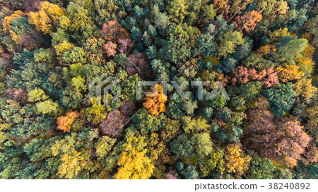 Autumn forest aerial drone view Autumn forest aerial drone view 38240892