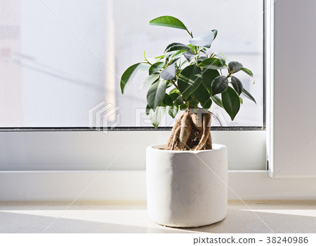 Potted Ficus Bonsai plant 38240986