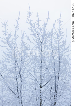 Tree top covered in snow 38241236