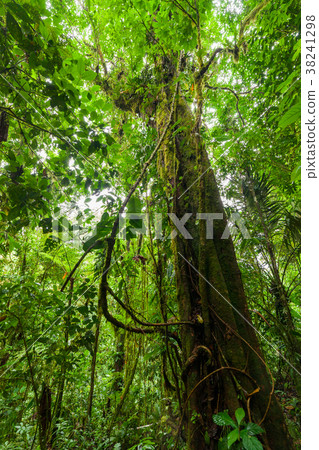 Big tree in lush rainforest 38241298
