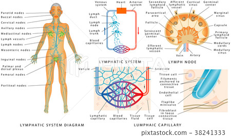 Lymphatic system 38241333
