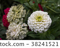 closeup beauty flower 38241521