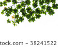 tree branch and green leaf silhouette photography 38241522