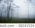forest in mist 38241524