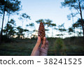 pine seed in my hand 38241525