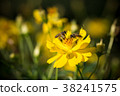 close up macro yellow  flower with bee 38241575
