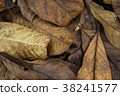 close up dry leaf texture 38241577