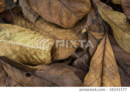 close up dry leaf texture close up dry leaf texture 38241577