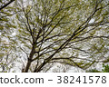 tree branch and full green leaf 38241578