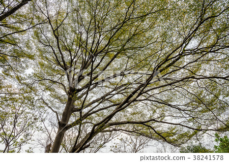 tree branch and full green leaf 38241578