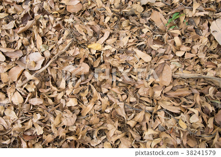 close up dry leaf background 38241579